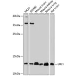 Western Blot - Anti-UBL3 Antibody (A14508) - Antibodies.com
