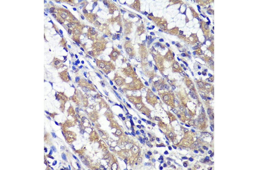 Immunohistochemistry - Anti-UBL3 Antibody (A14508) - Antibodies.com