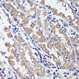 Immunohistochemistry - Anti-UBL3 Antibody (A14508) - Antibodies.com