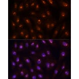 Immunofluorescence - Anti-PP1C gamma Antibody (A14509) - Antibodies.com