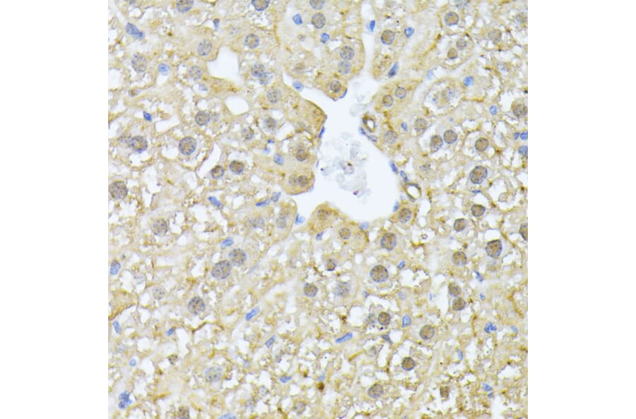 Immunohistochemistry - Anti-PSMA7/HSPC Antibody (A14512) - Antibodies.com