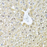 Immunohistochemistry - Anti-PSMA7/HSPC Antibody (A14512) - Antibodies.com