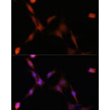 Immunofluorescence - Anti-PSMA7/HSPC Antibody (A14512) - Antibodies.com