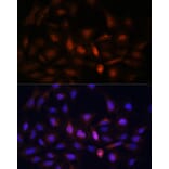 Immunofluorescence - Anti-PSMA7/HSPC Antibody (A14512) - Antibodies.com
