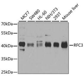 Western Blot - Anti-RFC3 Antibody (A14515) - Antibodies.com