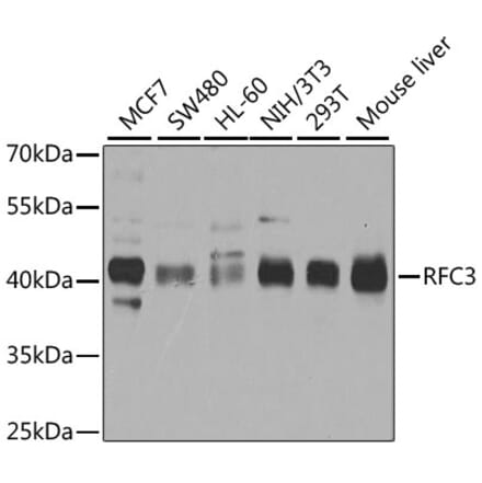 Western Blot - Anti-RFC3 Antibody (A14515) - Antibodies.com