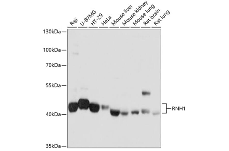 Western Blot - Anti-Ribonuclease Inhibitor/RAI Antibody (A14516) - Antibodies.com