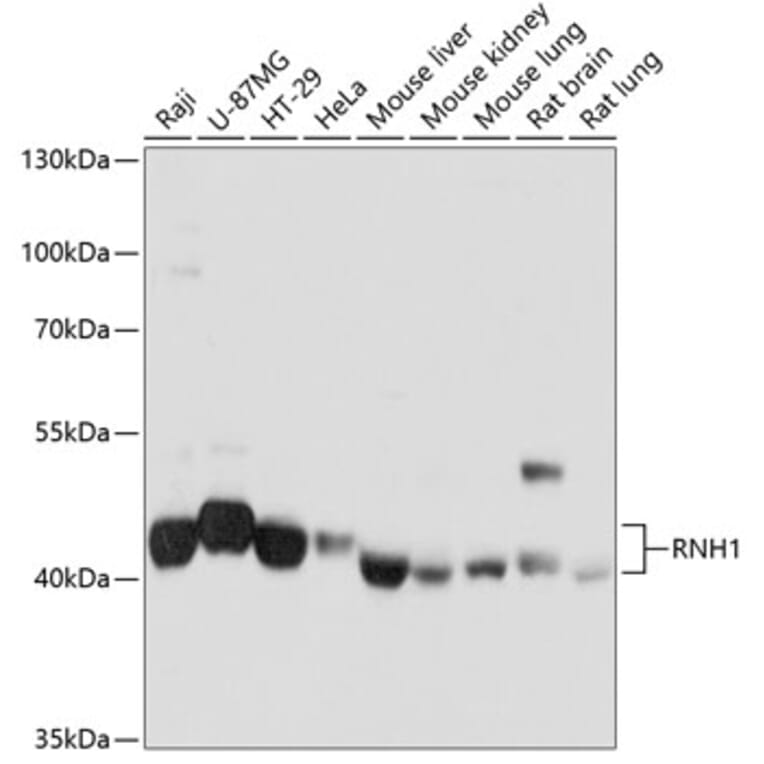 Western Blot - Anti-Ribonuclease Inhibitor/RAI Antibody (A14516) - Antibodies.com