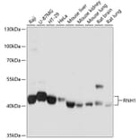 Western Blot - Anti-Ribonuclease Inhibitor/RAI Antibody (A14516) - Antibodies.com