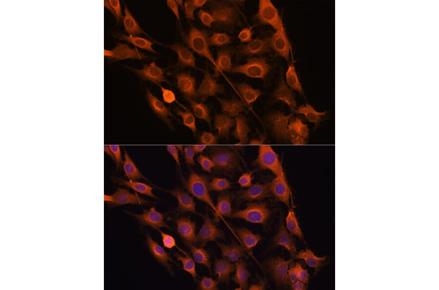 Immunofluorescence - Anti-Ribonuclease Inhibitor/RAI Antibody (A14516) - Antibodies.com