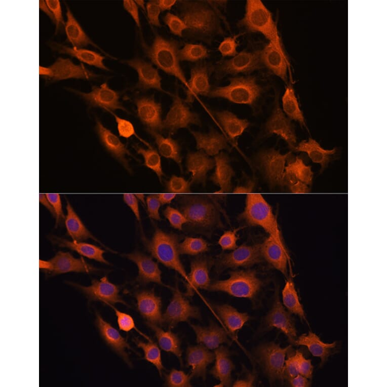 Immunofluorescence - Anti-Ribonuclease Inhibitor/RAI Antibody (A14516) - Antibodies.com