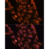 Immunofluorescence - Anti-Ribonuclease Inhibitor/RAI Antibody (A14516) - Antibodies.com