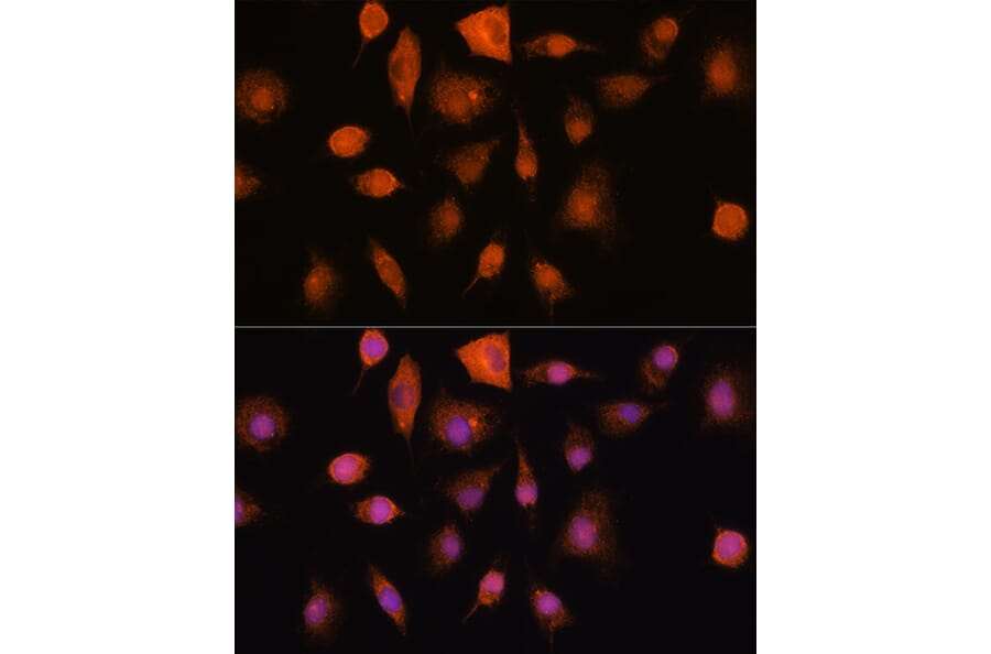 Immunofluorescence - Anti-Ribonuclease Inhibitor/RAI Antibody (A14516) - Antibodies.com