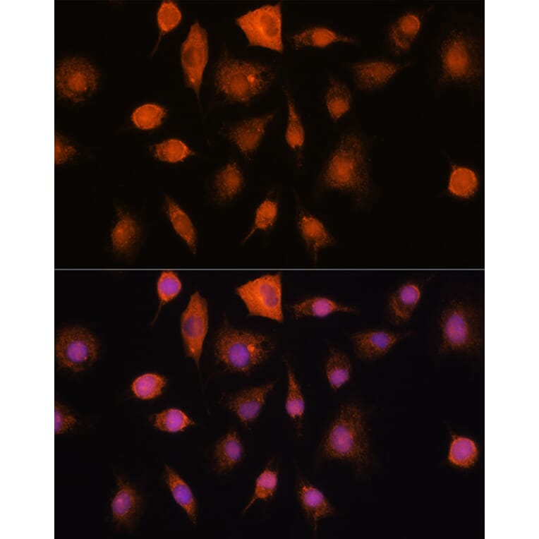 Immunofluorescence - Anti-Ribonuclease Inhibitor/RAI Antibody (A14516) - Antibodies.com