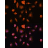 Immunofluorescence - Anti-Ribonuclease Inhibitor/RAI Antibody (A14516) - Antibodies.com