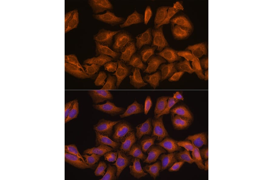Immunofluorescence - Anti-Ribonuclease Inhibitor/RAI Antibody (A14516) - Antibodies.com