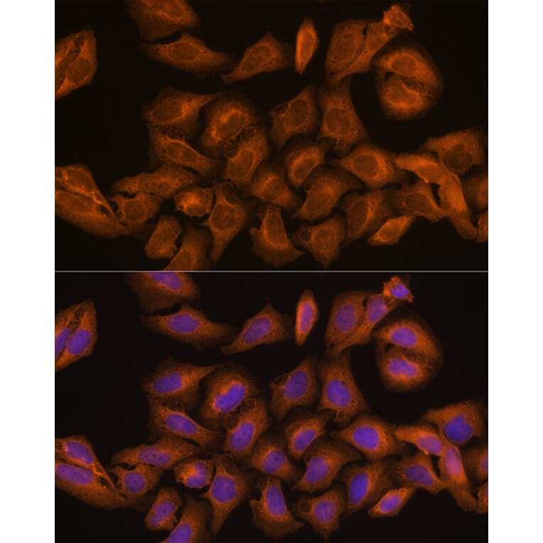 Immunofluorescence - Anti-Ribonuclease Inhibitor/RAI Antibody (A14516) - Antibodies.com