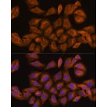 Immunofluorescence - Anti-Ribonuclease Inhibitor/RAI Antibody (A14516) - Antibodies.com