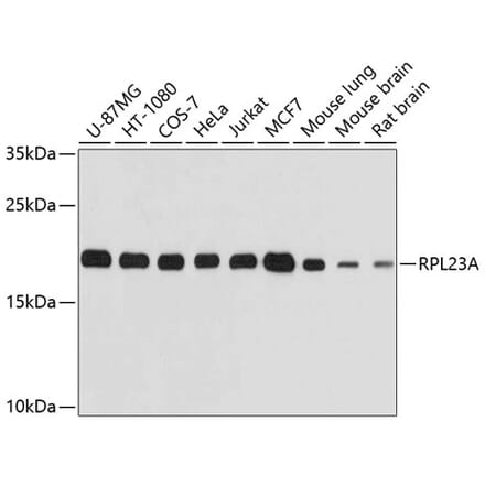 Western Blot - Anti-RPL23A Antibody (A14518) - Antibodies.com