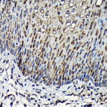 Immunohistochemistry - Anti-RPL23A Antibody (A14518) - Antibodies.com