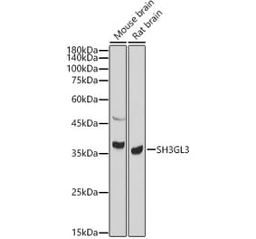 Western Blot - Anti-SH3GL3 Antibody (A14519) - Antibodies.com