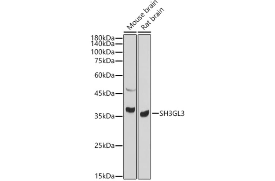 Western Blot - Anti-SH3GL3 Antibody (A14519) - Antibodies.com