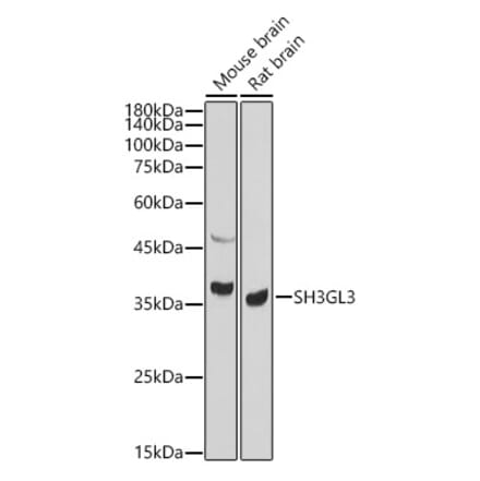 Western Blot - Anti-SH3GL3 Antibody (A14519) - Antibodies.com