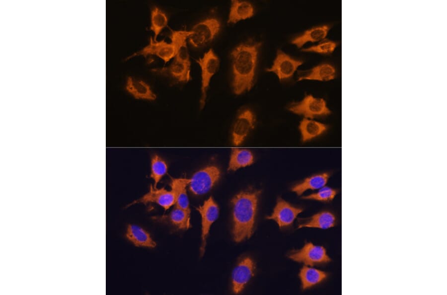 Immunofluorescence - Anti-SLC20A1 Antibody (A14520) - Antibodies.com