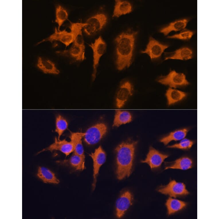 Immunofluorescence - Anti-SLC20A1 Antibody (A14520) - Antibodies.com