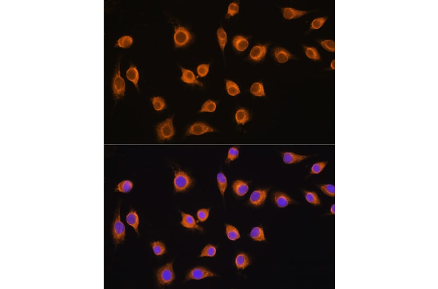 Immunofluorescence - Anti-SLC20A1 Antibody (A14520) - Antibodies.com