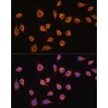 Immunofluorescence - Anti-SLC20A1 Antibody (A14520) - Antibodies.com