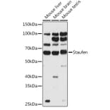 Western Blot - Anti-Staufen/STAU1 Antibody (A14522) - Antibodies.com