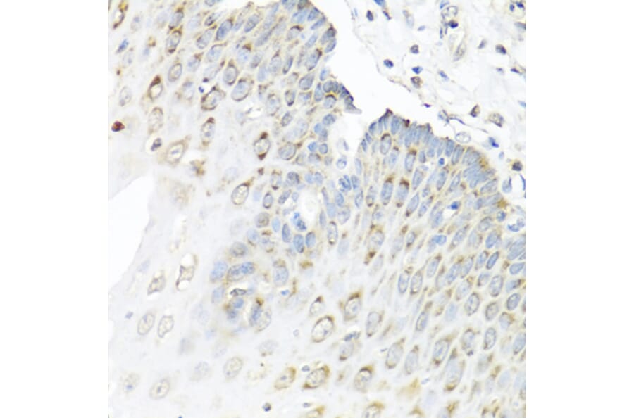 Immunohistochemistry - Anti-Staufen/STAU1 Antibody (A14522) - Antibodies.com