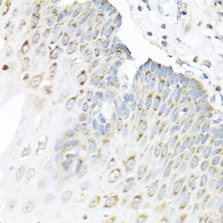Immunohistochemistry - Anti-Staufen/STAU1 Antibody (A14522) - Antibodies.com