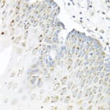 Immunohistochemistry - Anti-Staufen/STAU1 Antibody (A14522) - Antibodies.com
