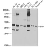 Western Blot - Anti-STX4 Antibody (A4133) - Antibodies.com