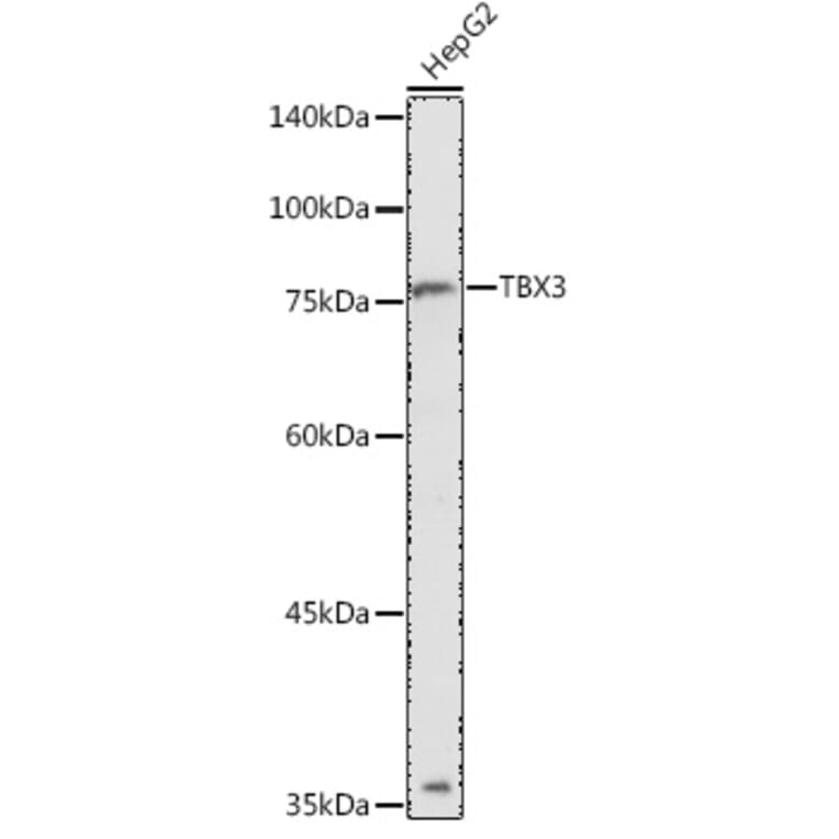 Western Blot - Anti-Tbx3 Antibody (A14524) - Antibodies.com