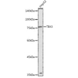 Western Blot - Anti-Tbx3 Antibody (A14524) - Antibodies.com