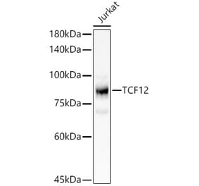 Western Blot - Anti-TCF12 Antibody (A14525) - Antibodies.com