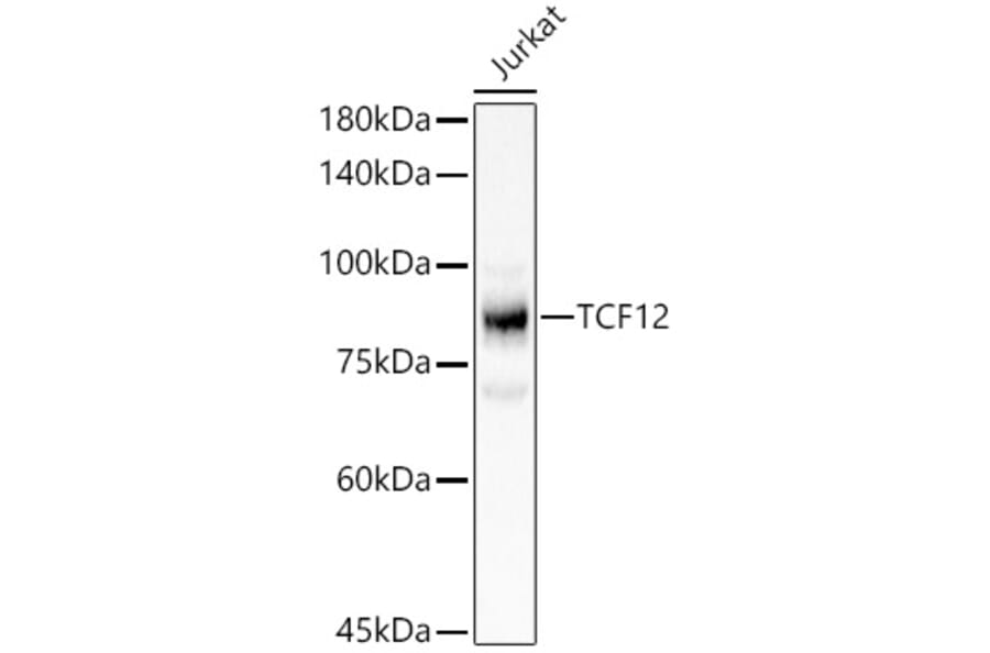 Western Blot - Anti-TCF12 Antibody (A14525) - Antibodies.com