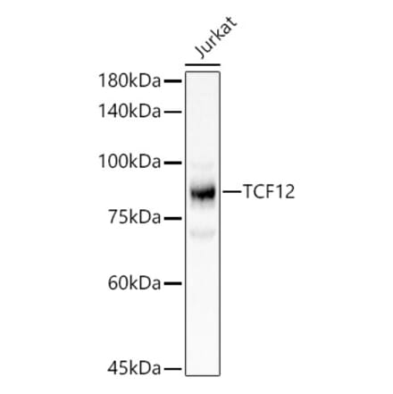 Western Blot - Anti-TCF12 Antibody (A14525) - Antibodies.com