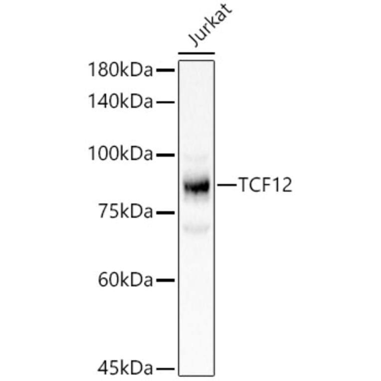 Western Blot - Anti-TCF12 Antibody (A14525) - Antibodies.com
