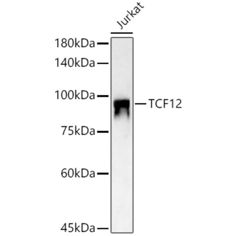Western Blot - Anti-TCF12 Antibody (A14525) - Antibodies.com