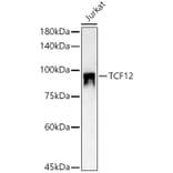 Western Blot - Anti-TCF12 Antibody (A14525) - Antibodies.com