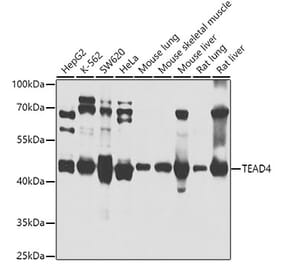 Western Blot - Anti-TEAD4 Antibody (A14526) - Antibodies.com