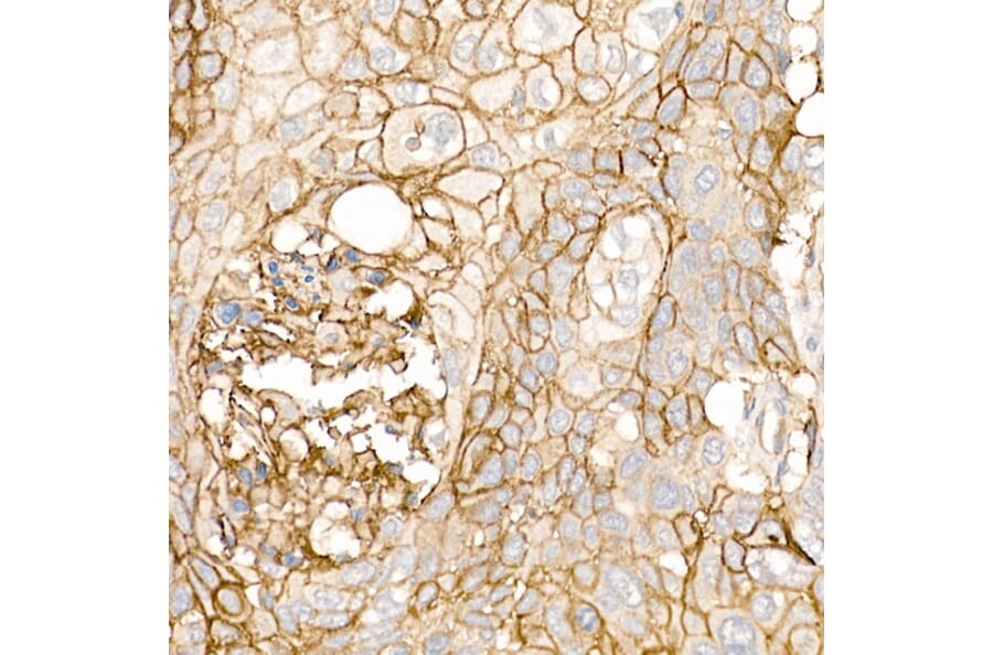 Immunohistochemistry - Anti-Thrombomodulin Antibody (A14527) - Antibodies.com