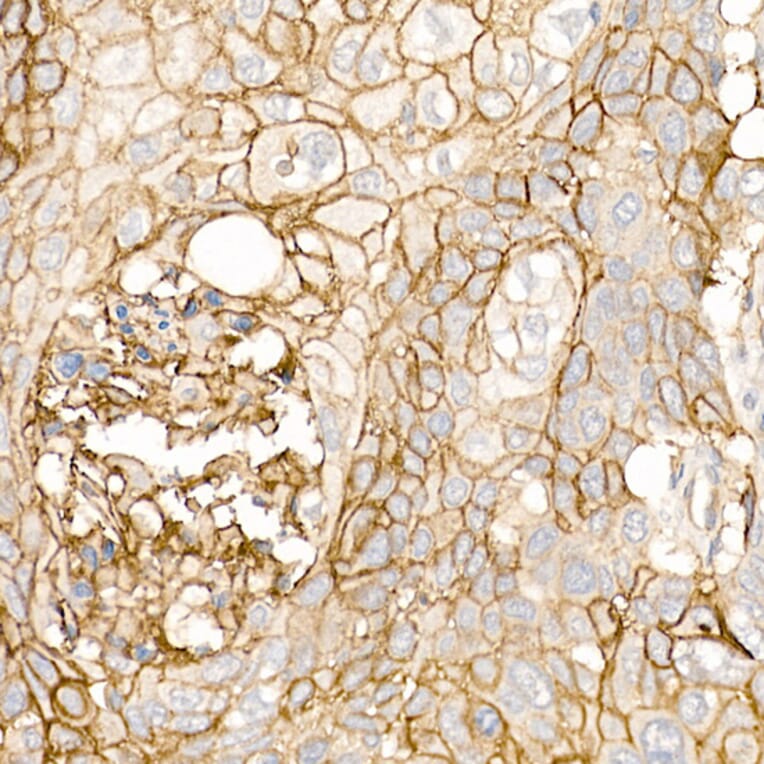 Immunohistochemistry - Anti-Thrombomodulin Antibody (A14527) - Antibodies.com