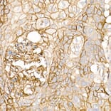 Immunohistochemistry - Anti-Thrombomodulin Antibody (A14527) - Antibodies.com