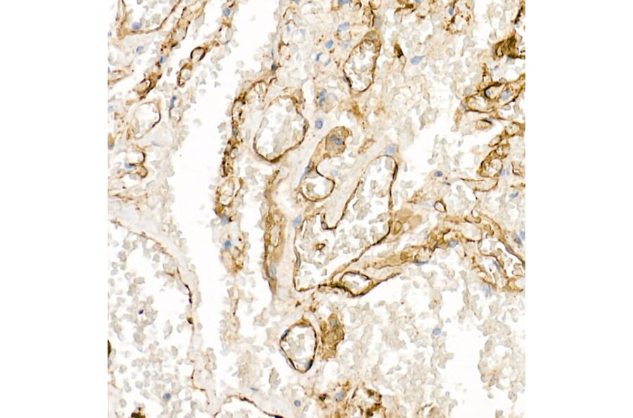 Immunohistochemistry - Anti-Thrombomodulin Antibody (A14527) - Antibodies.com