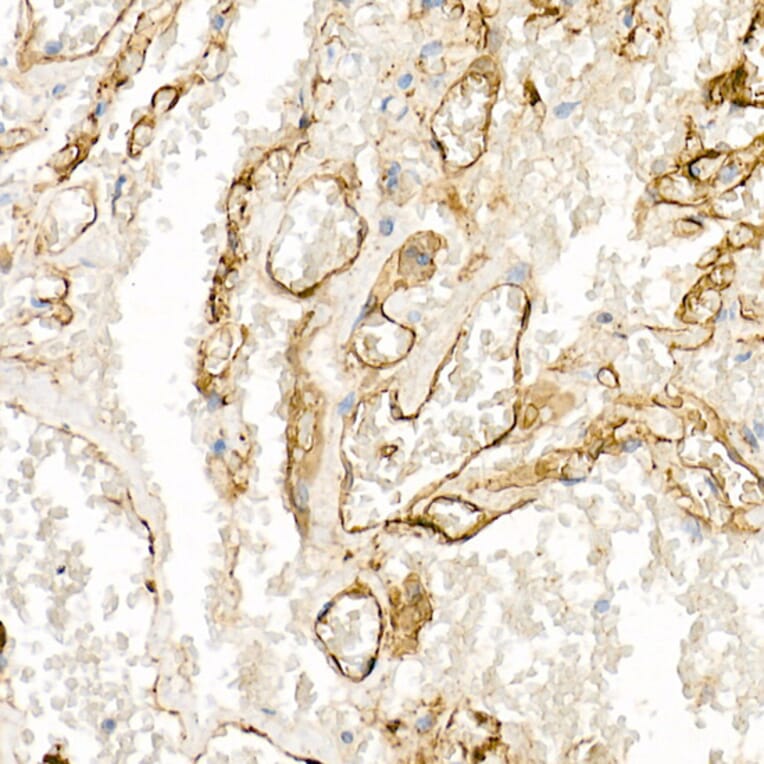 Immunohistochemistry - Anti-Thrombomodulin Antibody (A14527) - Antibodies.com